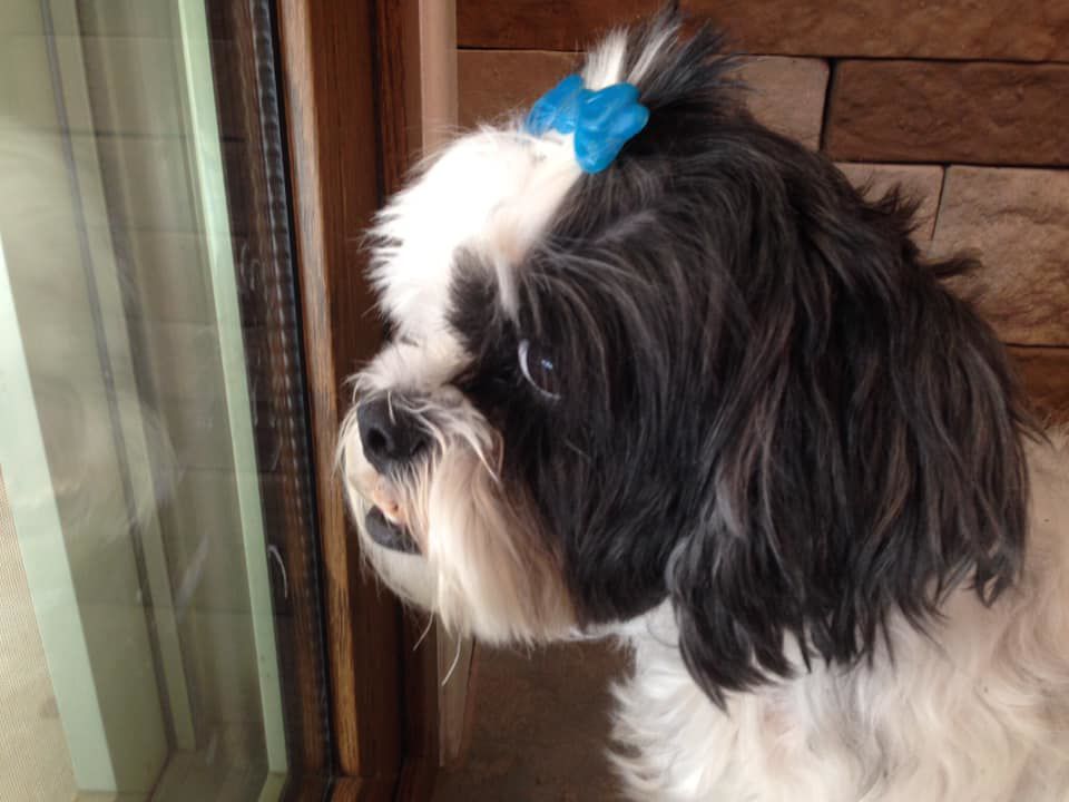 Readers pet photos